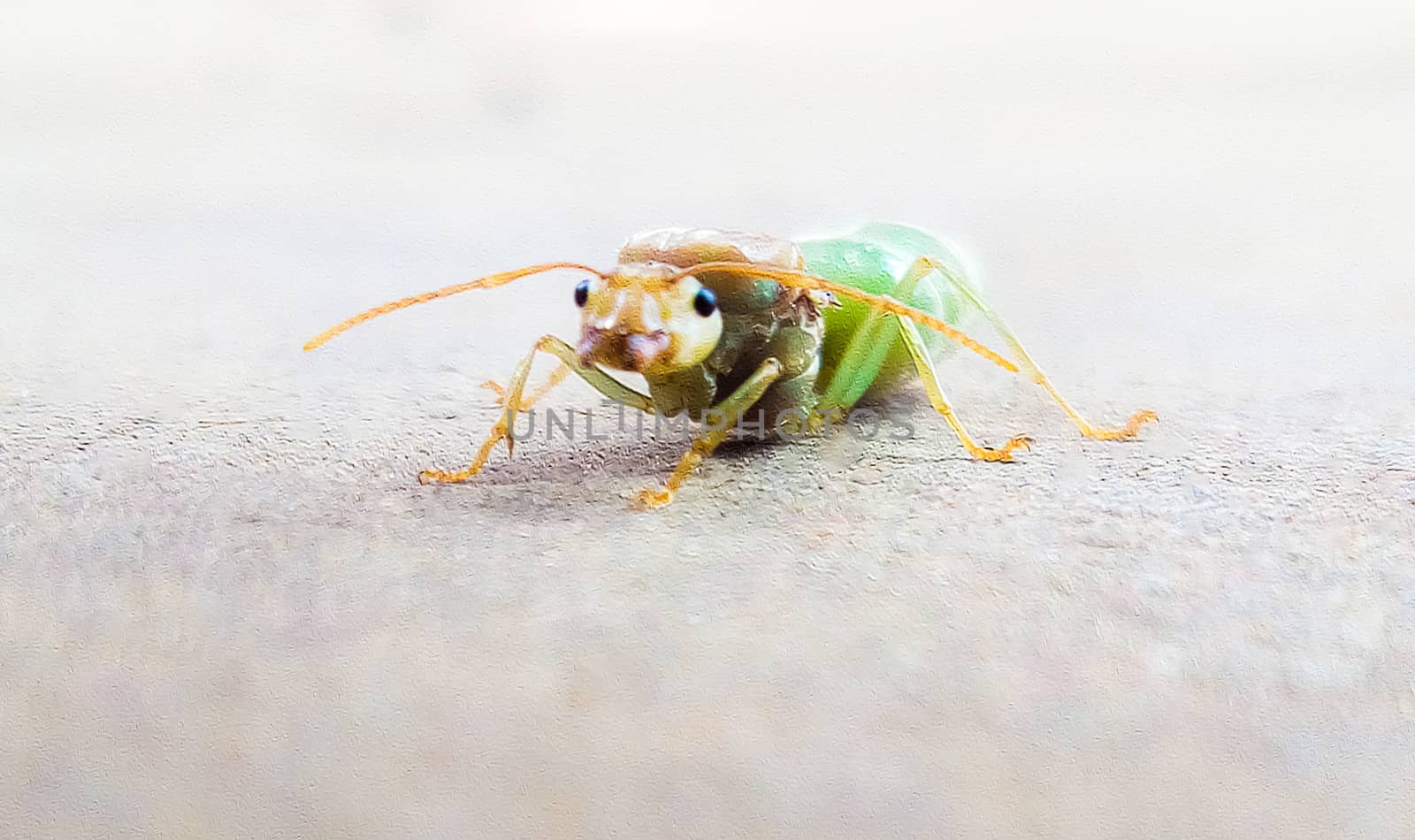 green bug on a green leaf