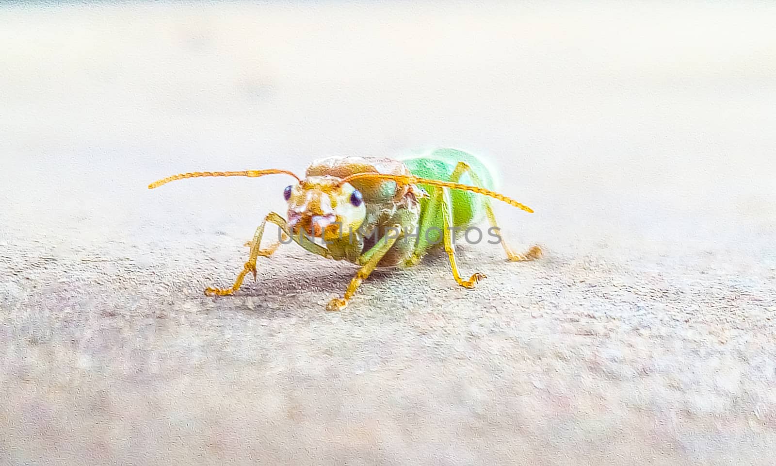 green bug on a green leaf