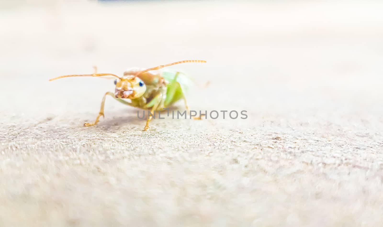 green bug on a green leaf