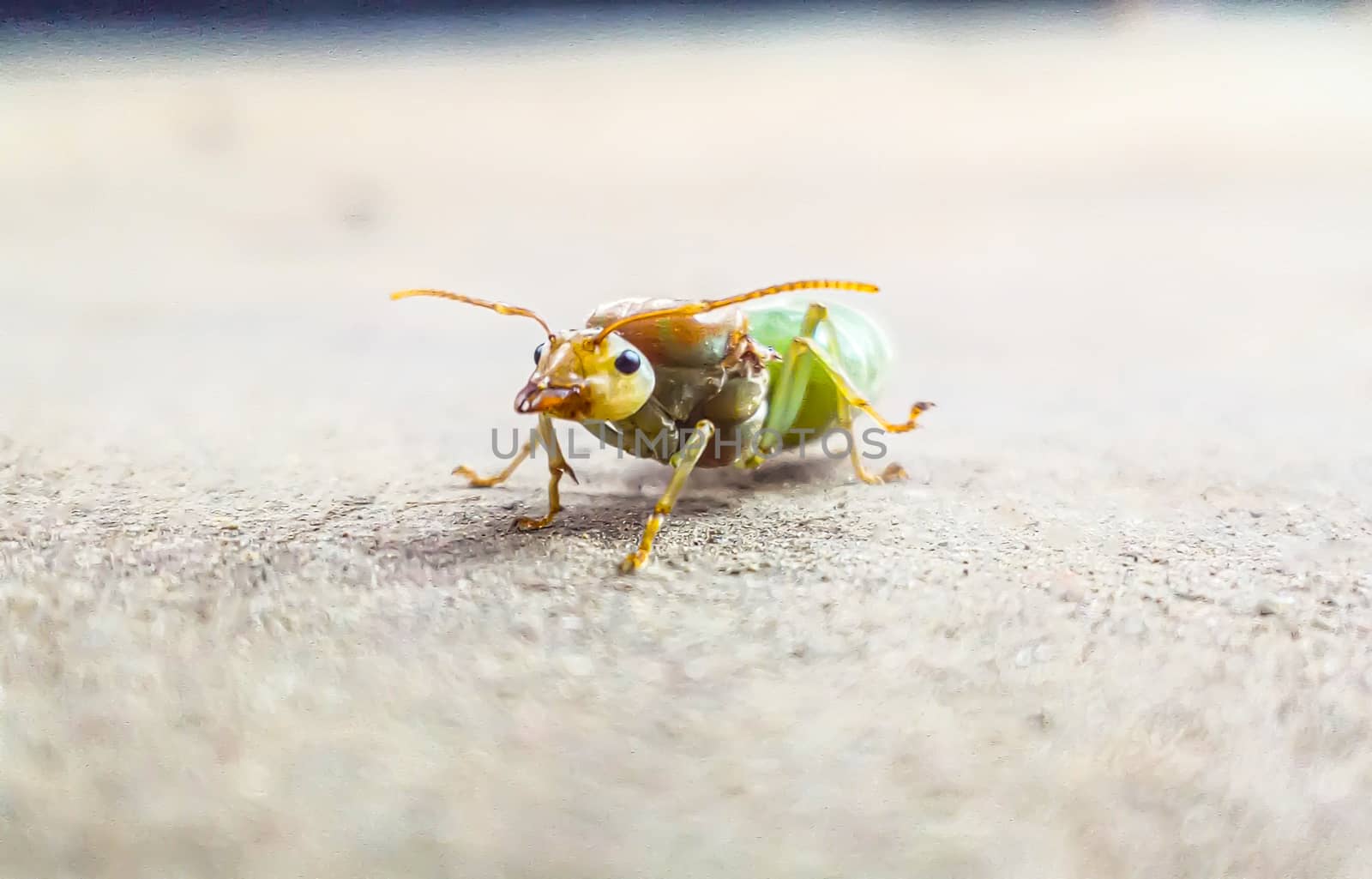 green bug on a green leaf