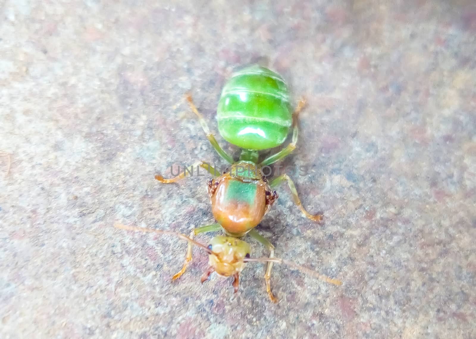 green bug on a green leaf
