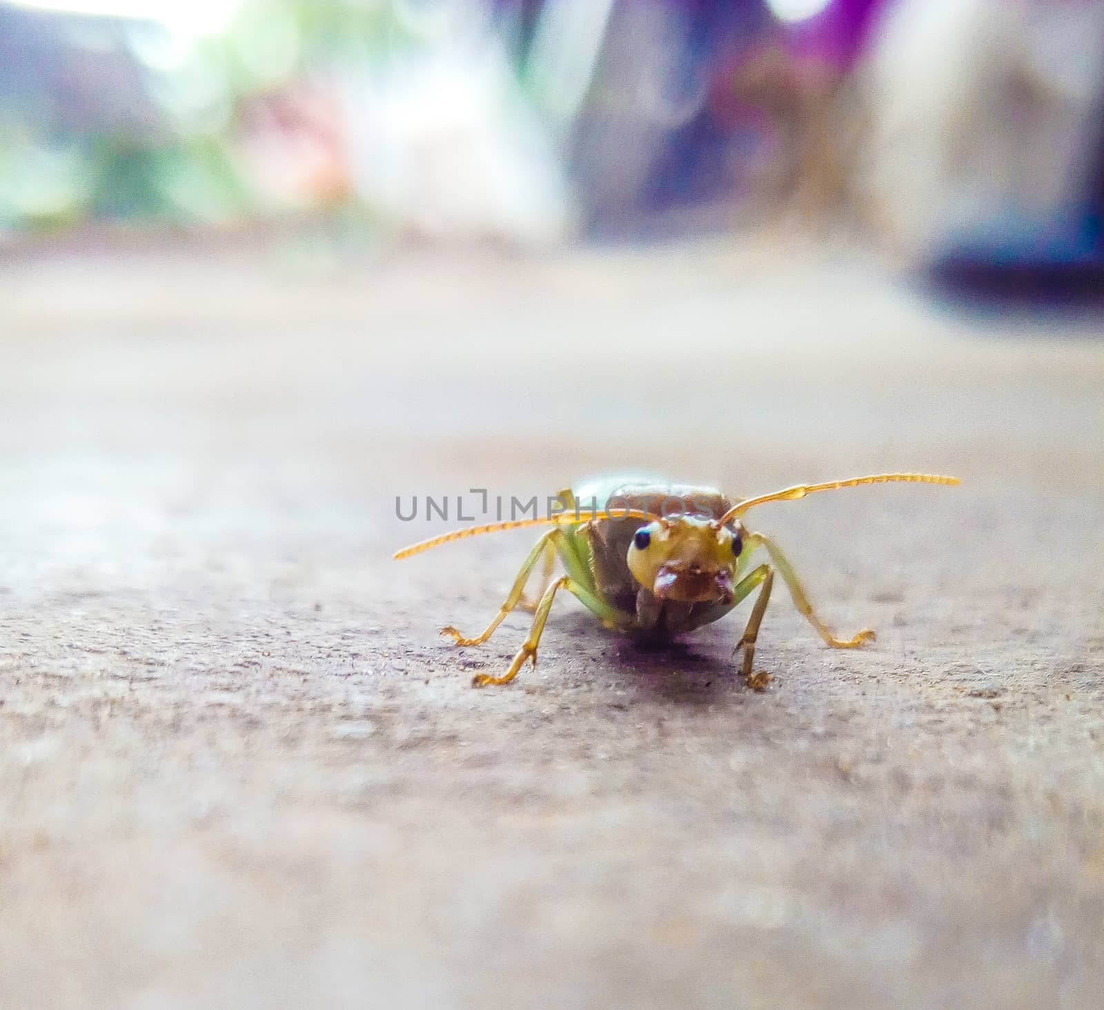 green bug on a green leaf by jahidul2358