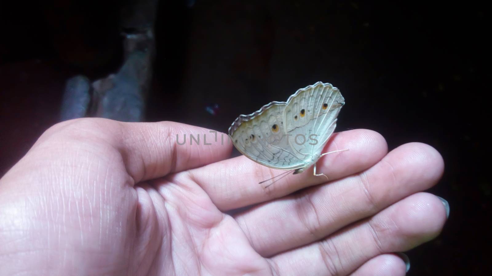 looking nice butterfly on hand