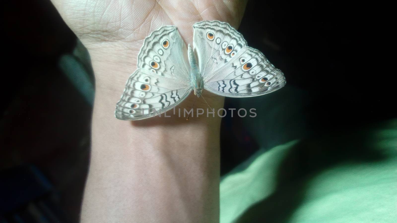 looking nice butterfly on hand