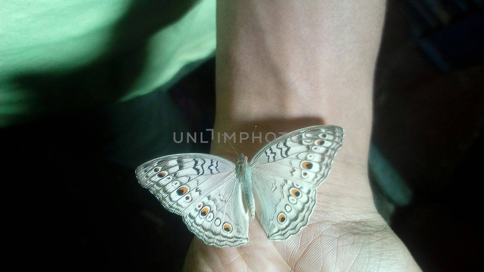 looking nice butterfly on hand