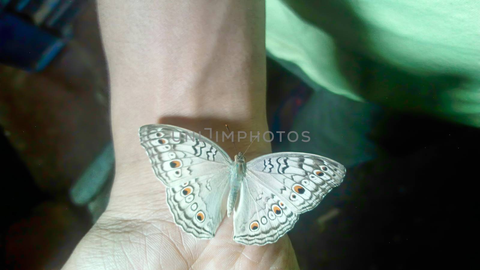 looking nice butterfly on hand