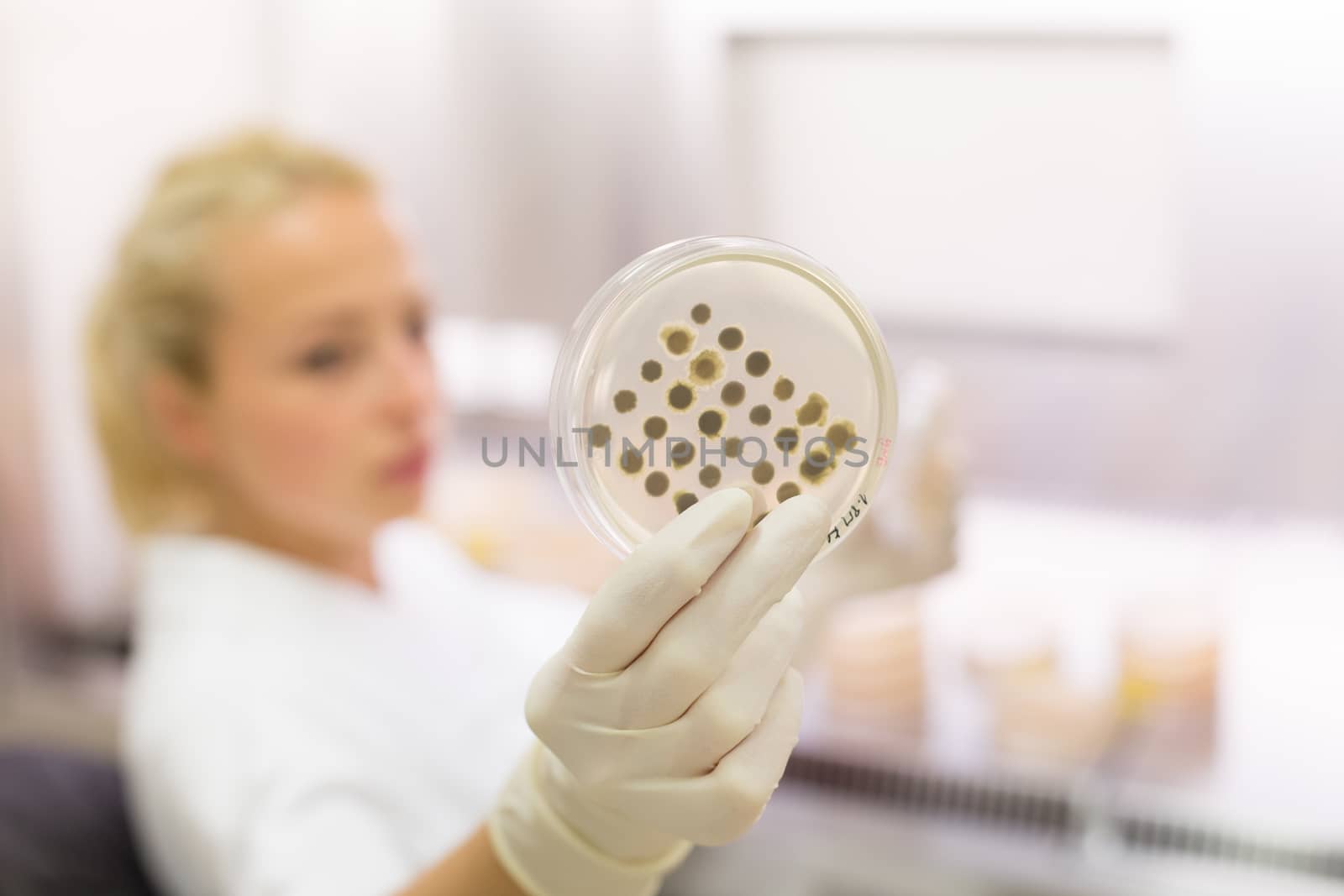 Scientist growing bacteria in petri dishes on agar gel as a part of scientific experiment. by kasto