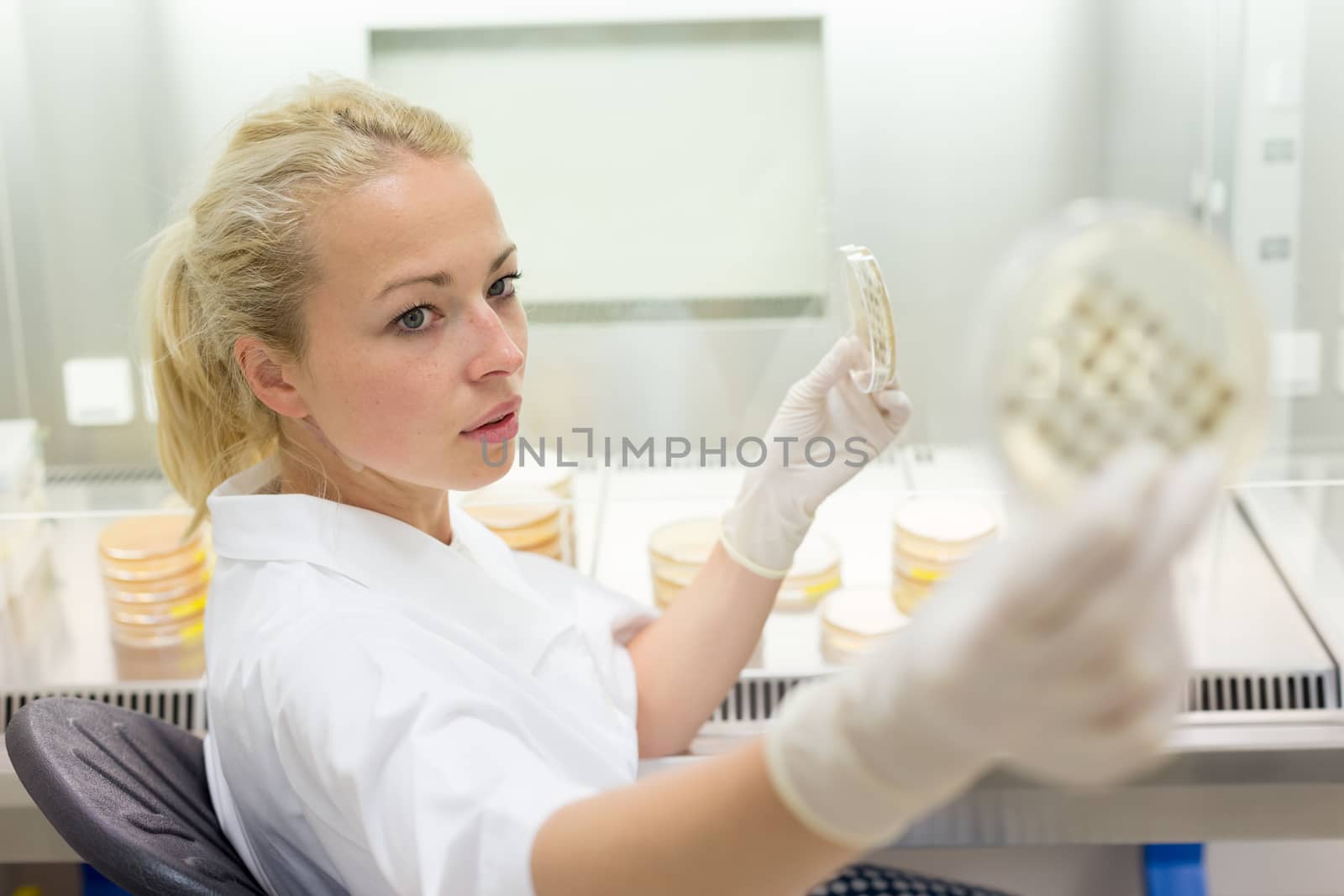 Scientist growing bacteria in petri dishes on agar gel as a part of scientific experiment. by kasto