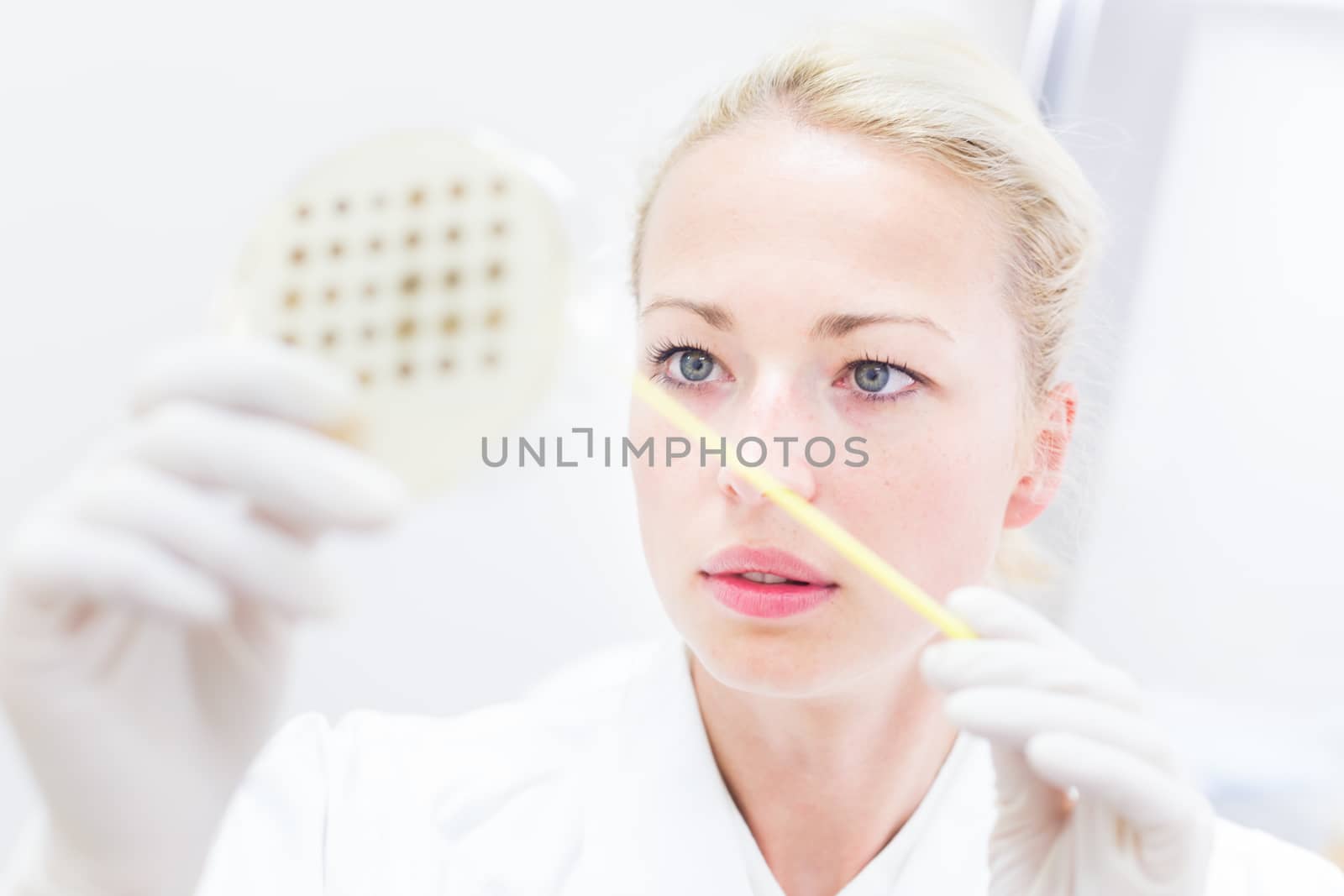 Scientist growing bacteria in petri dishes on agar gel as a part of scientific experiment. by kasto