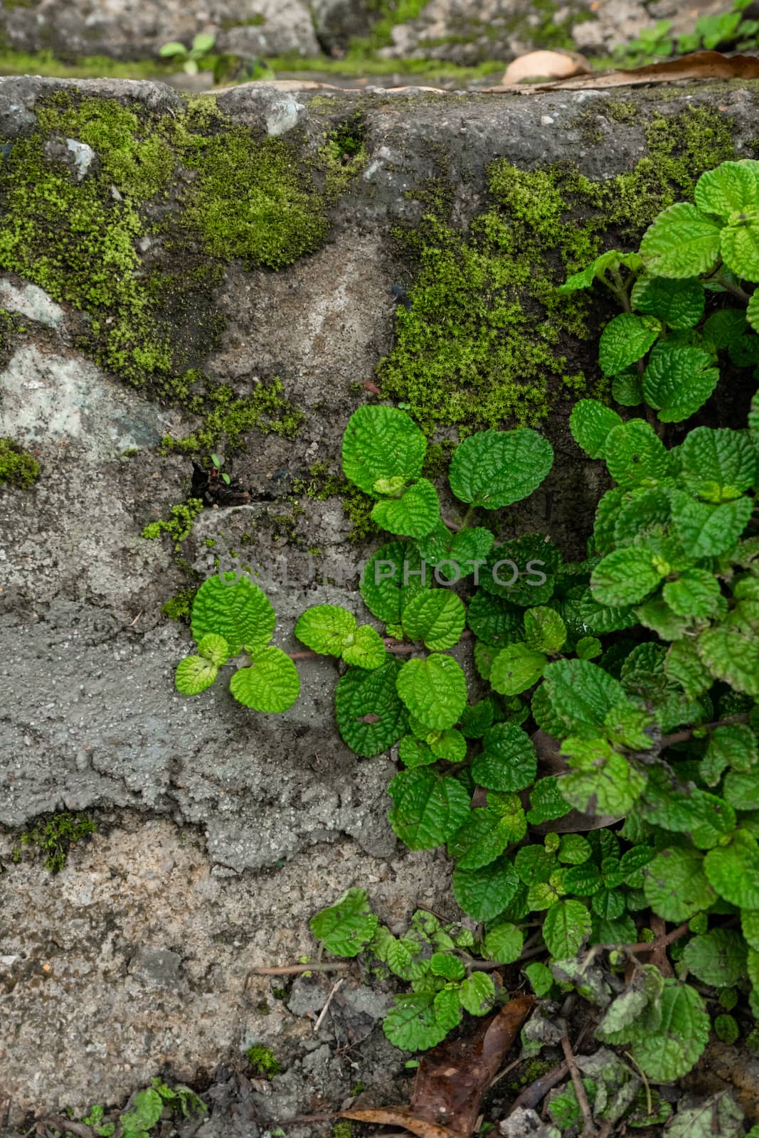 Pilea plant in natural rainforest habitat close up.