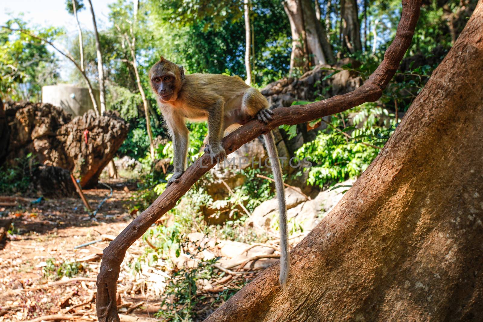 Crab-eating macaque monkey (Macaca fascicularis) on a tree branc by Ivanko