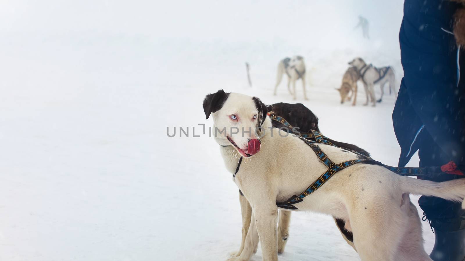 snow sled dog with interesting eyes licking his nose with more snow dogs in the background