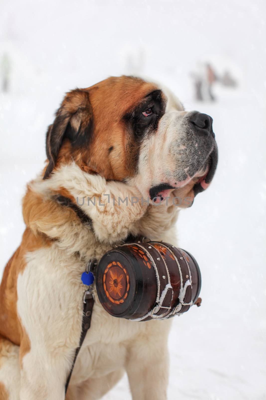 Close up of Saint Bernard Dog with iconic barrel in snowy backgr by Ivanko