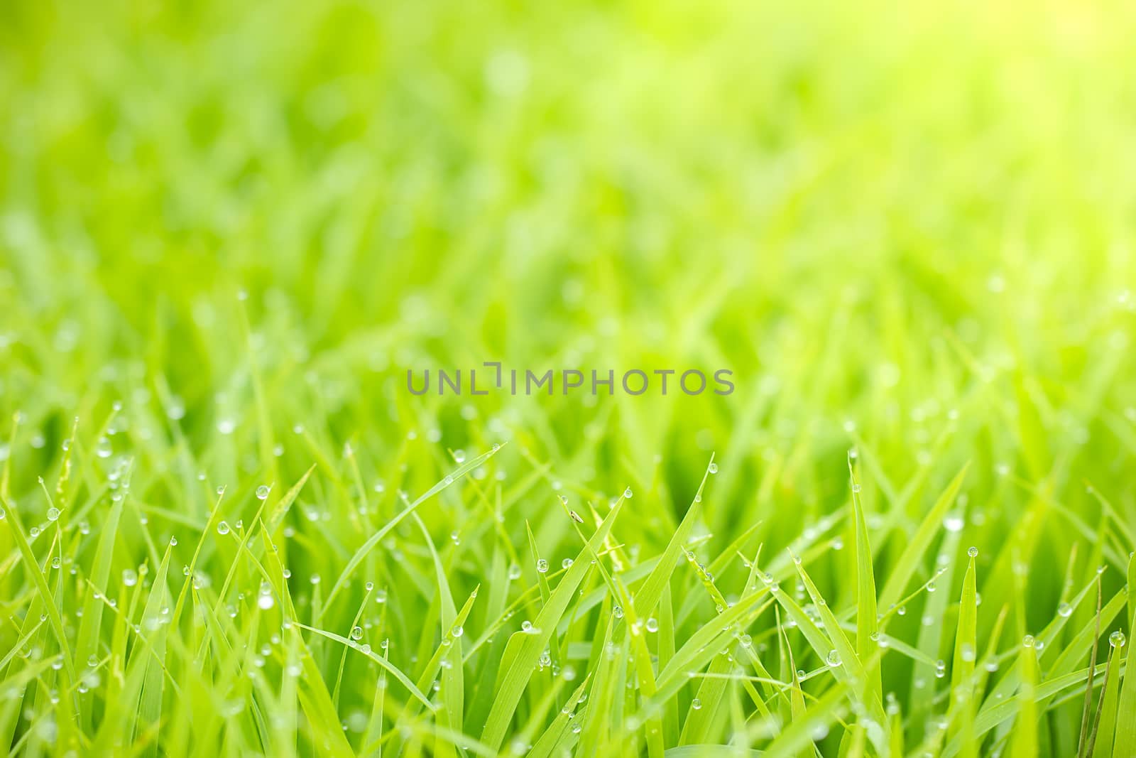 Drops of water dew on the leaves of rice seedlings in morning. by SaitanSainam