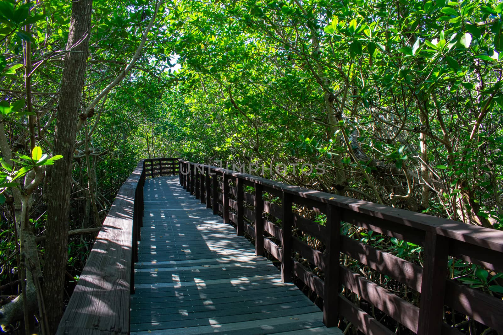 A Boardwalk Going Through a Lush and Bright Green Forest