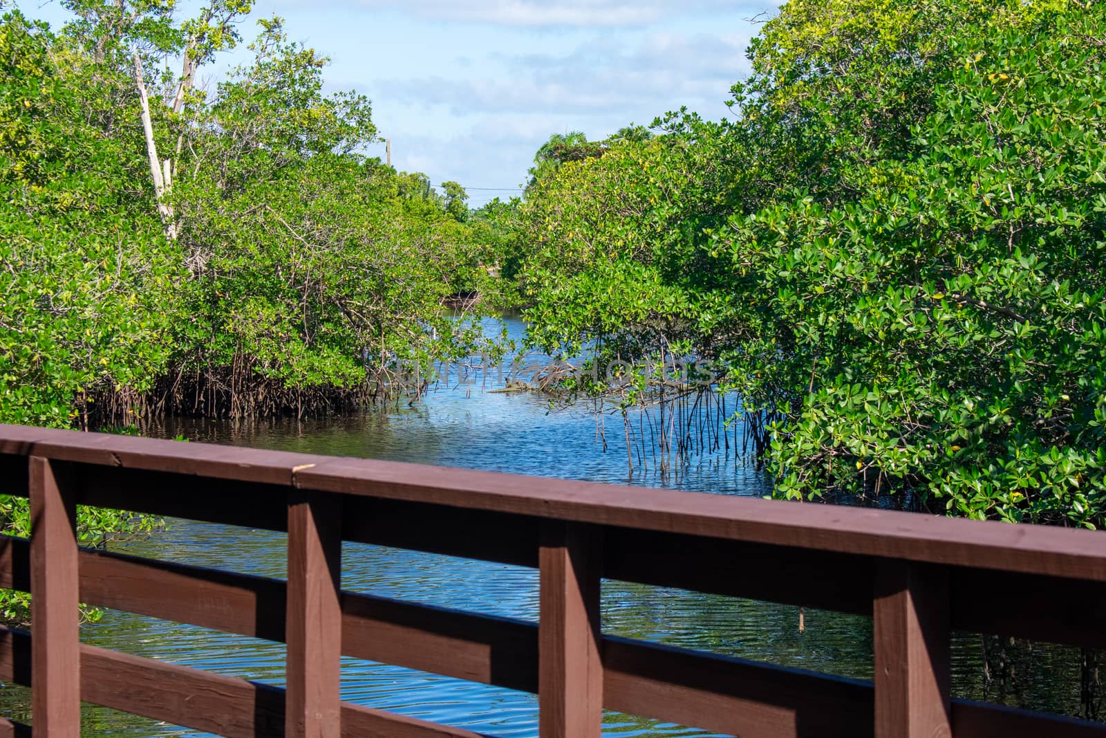 A Small Canal Flowing Through A Lush Forest With Trees on Each S by bju12290