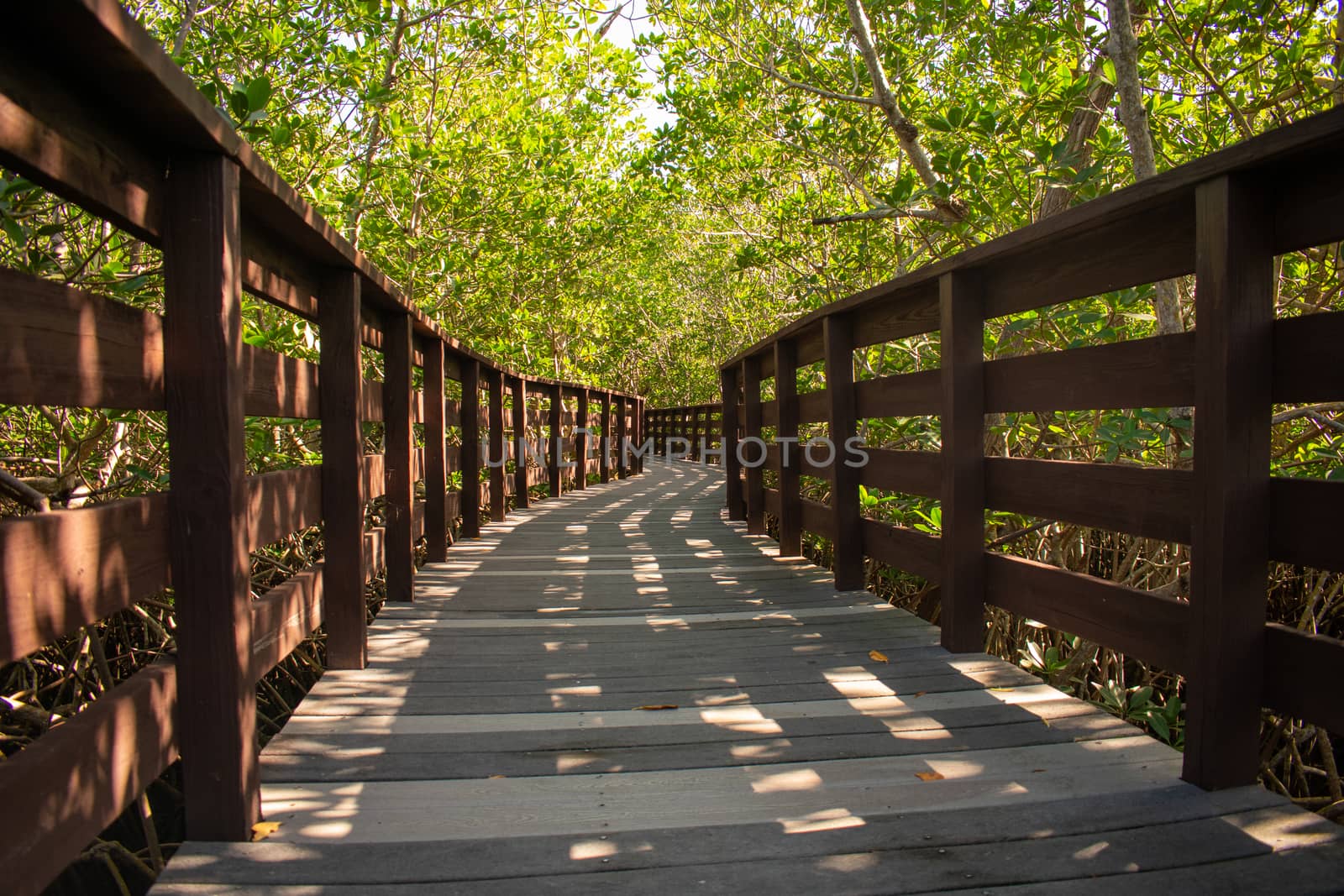 A Boardwalk Going Through a Lush and Bright Green Forest