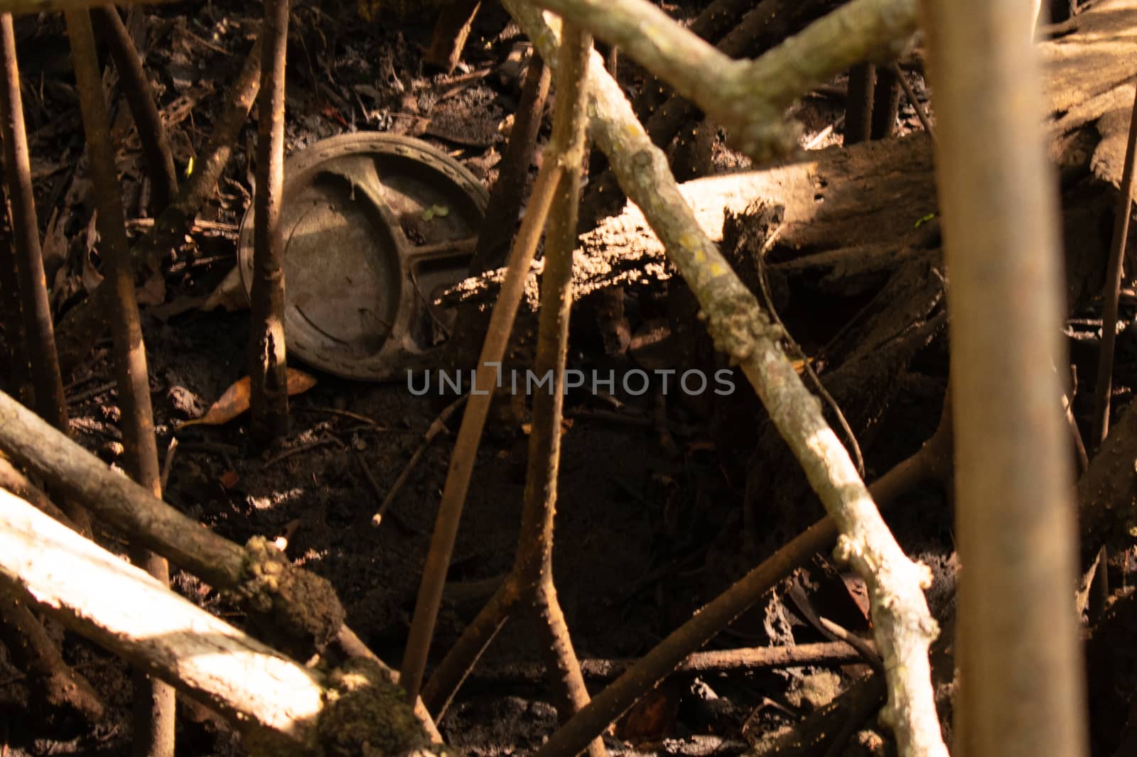 A Dirt Covered Paper Plate in a Swamp by bju12290