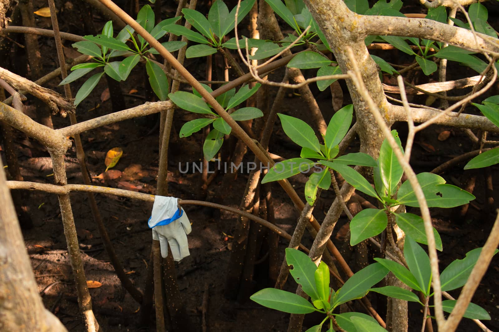A White Glove Hanging on a Branch in a Swamp by bju12290