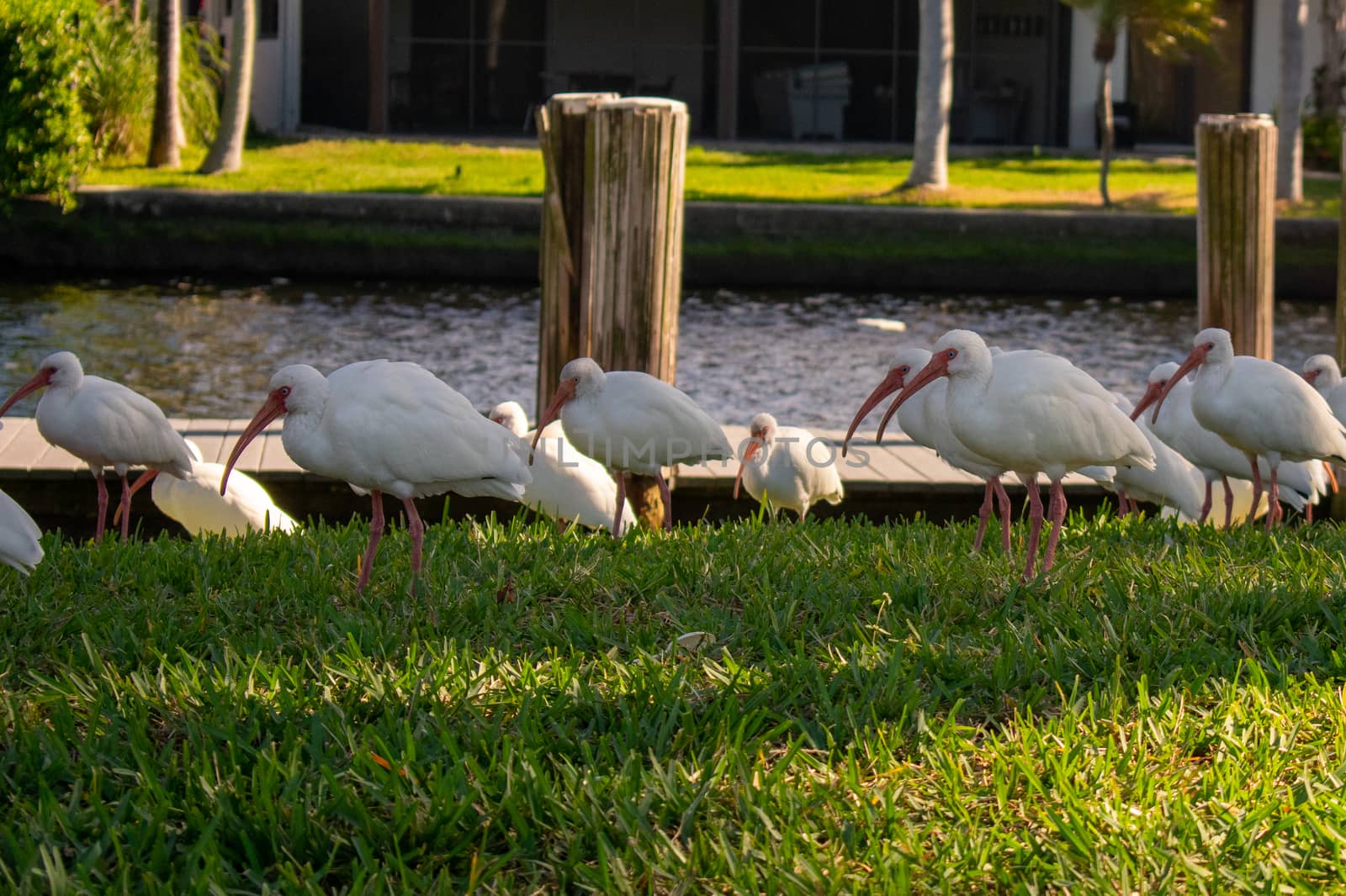A Flock of Male White Ibis on a Grass Lawn With a Pier Behind Th by bju12290