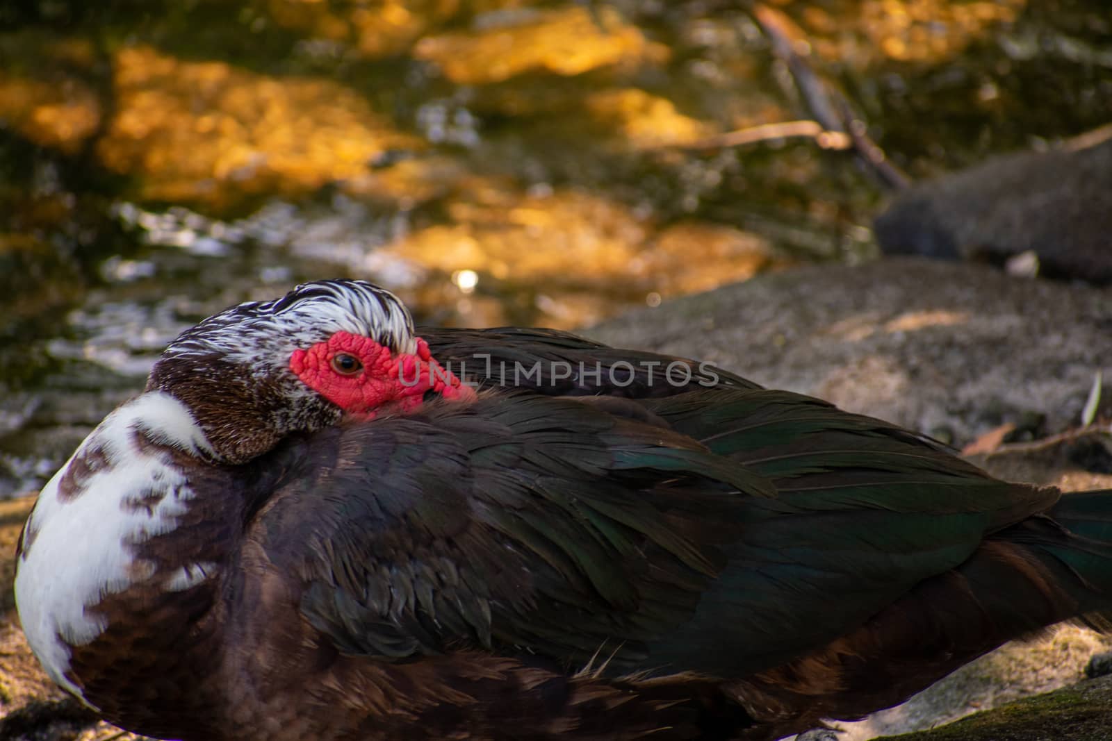 A Large Brown Muscovy Duck Looking at the Camera Resting in the Shade