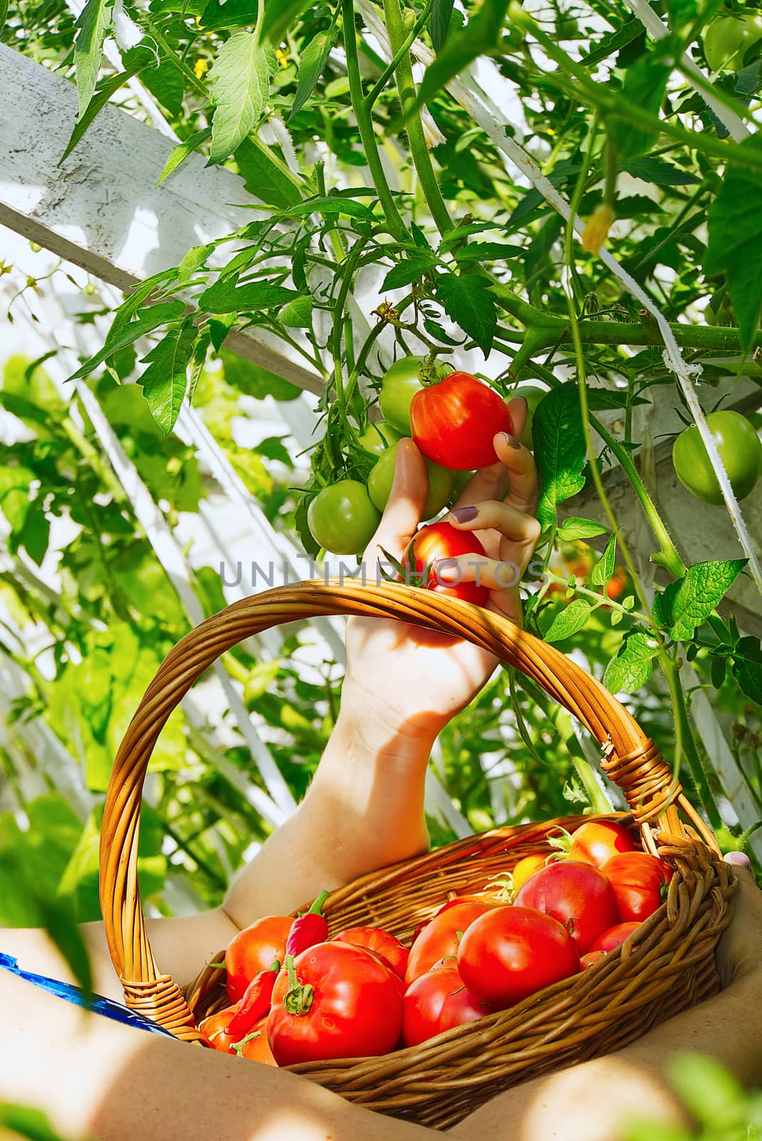 in the greenhouse the woman hand collects ripe red ecological tomatoes into a wicker basket. eco food home gardening concept. by PhotoTime