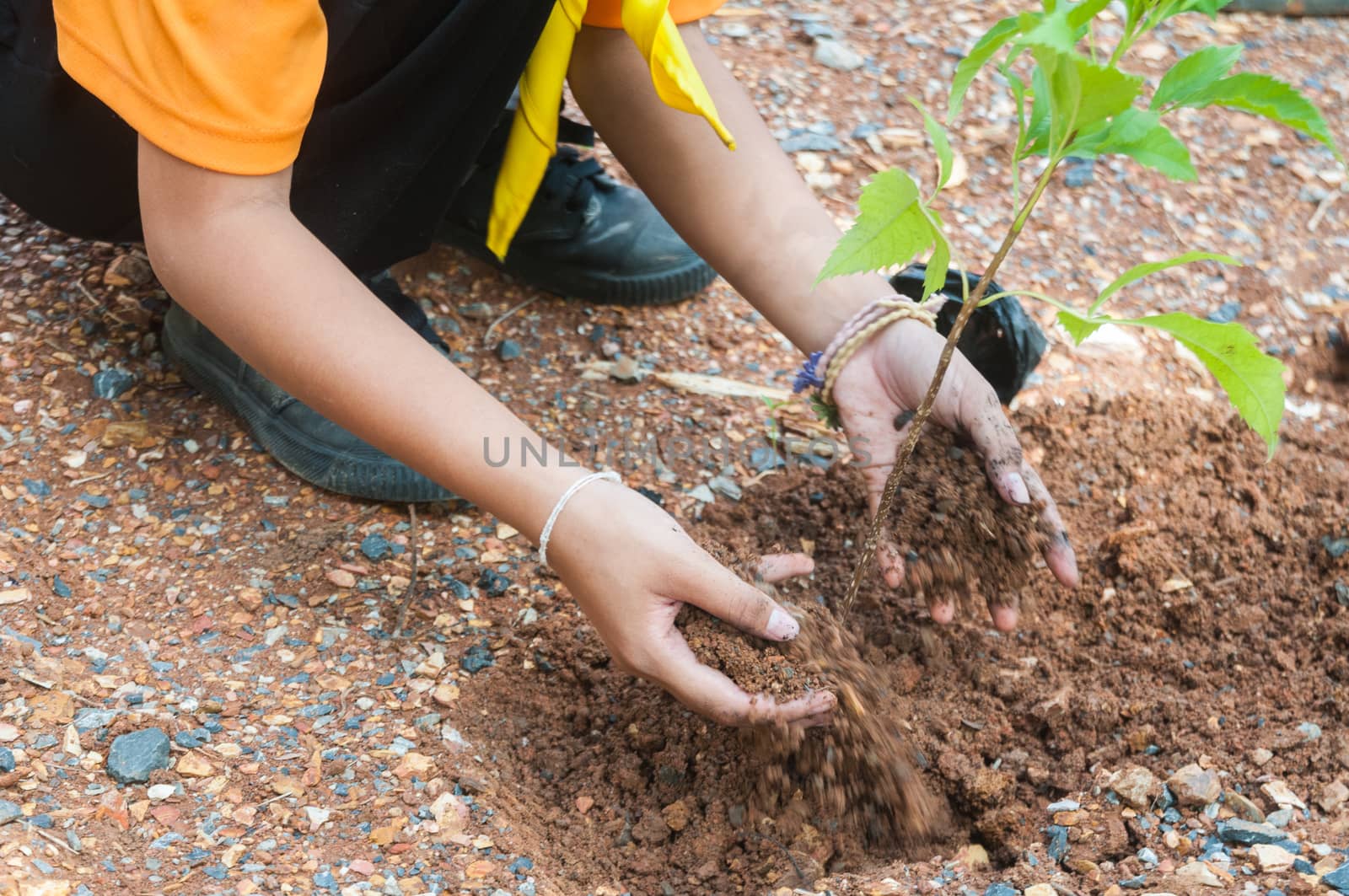 Student hands of School Girl in motion of Plantation tree on the by thampapon