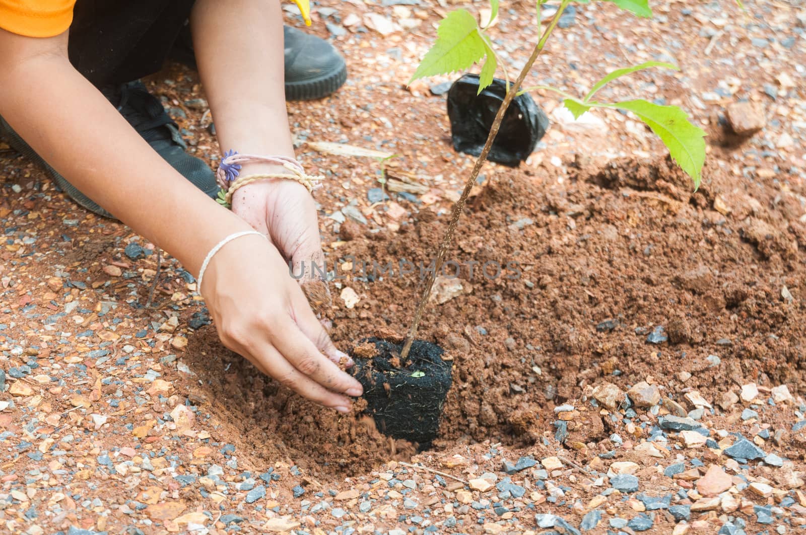 Student hands of School Girl in motion of Plantation tree on the by thampapon