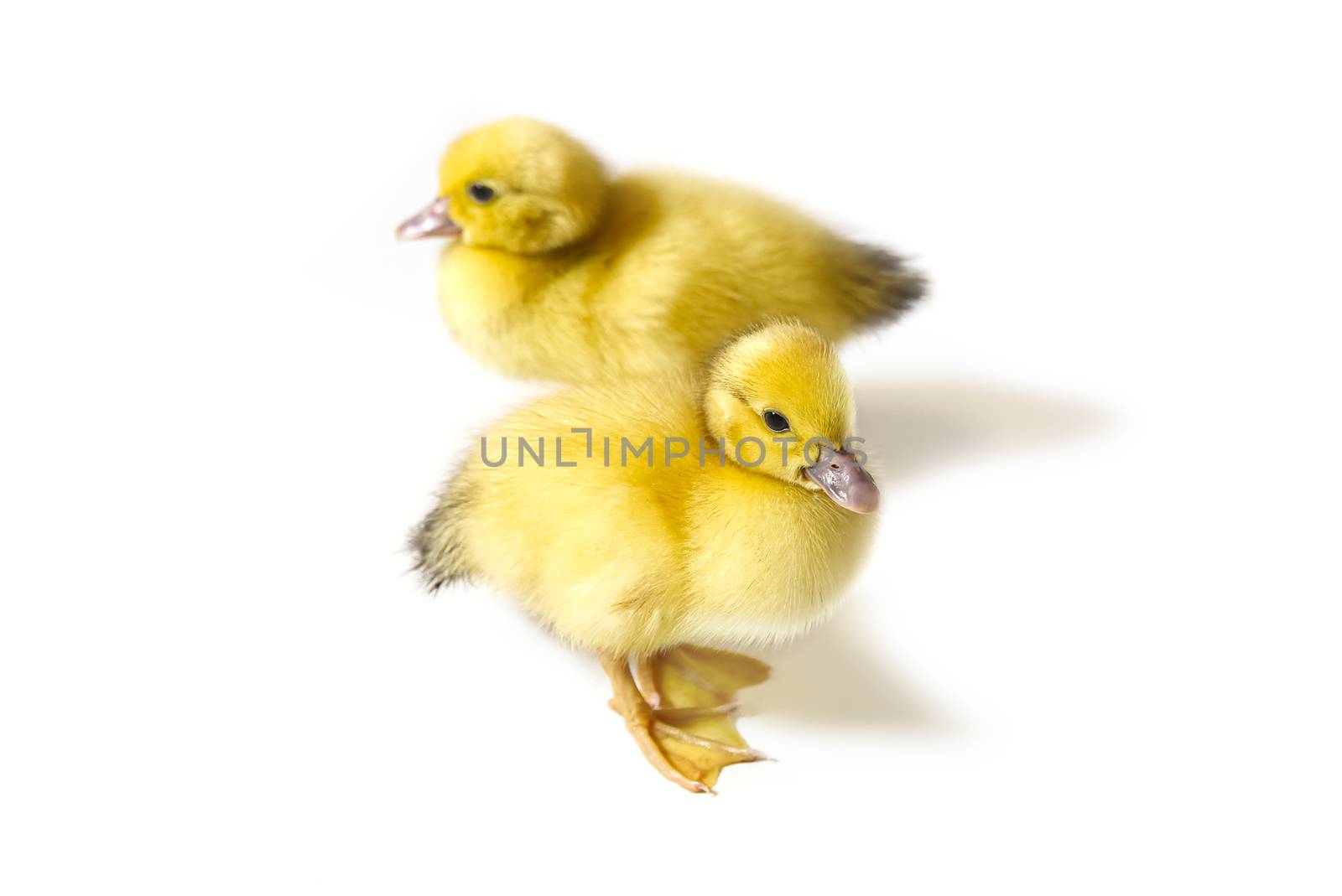 Few days old two yellow duckling isolated on white