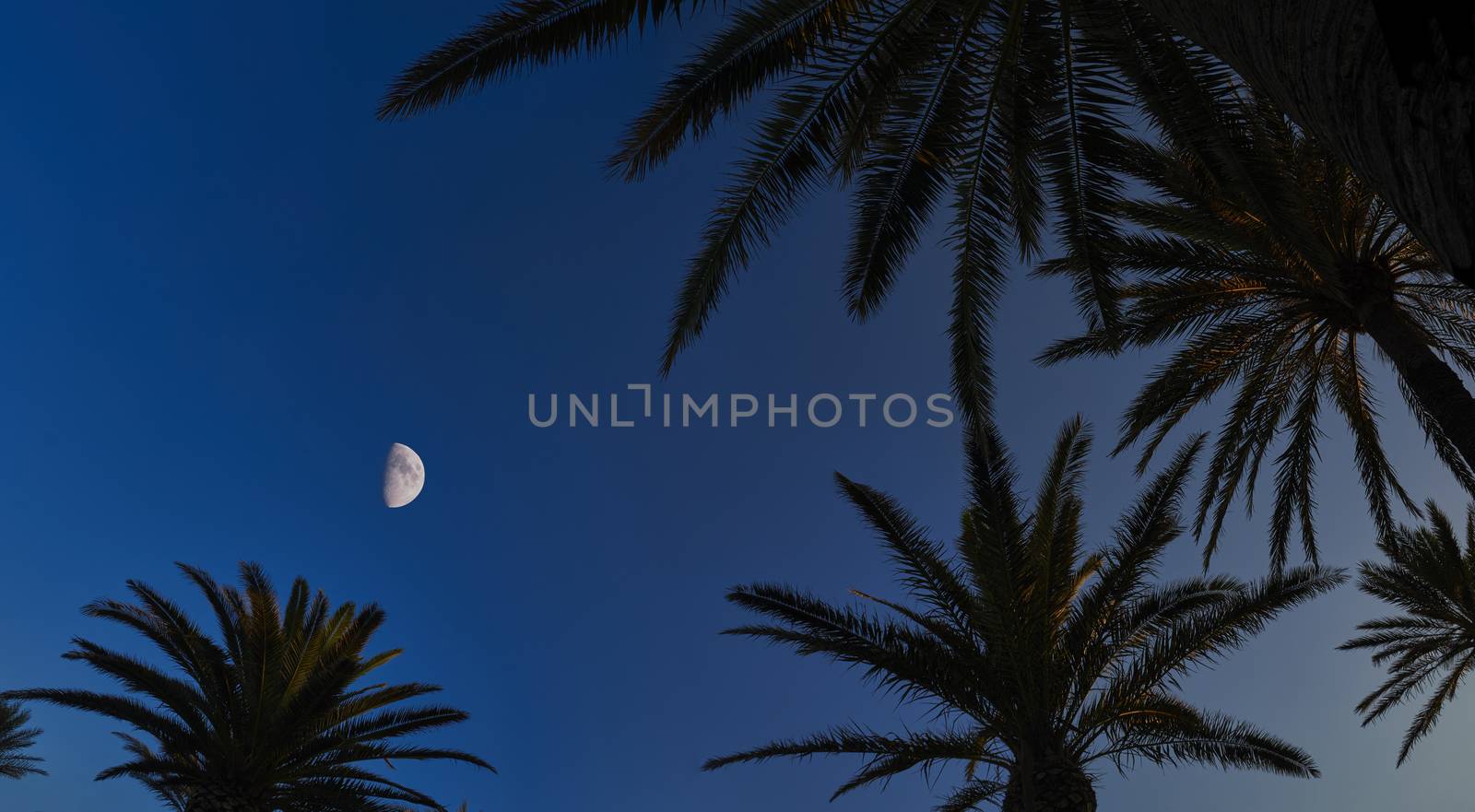 Panorama of silhouettes of Palm trees at sunset on Mediterranean Island of Menorca