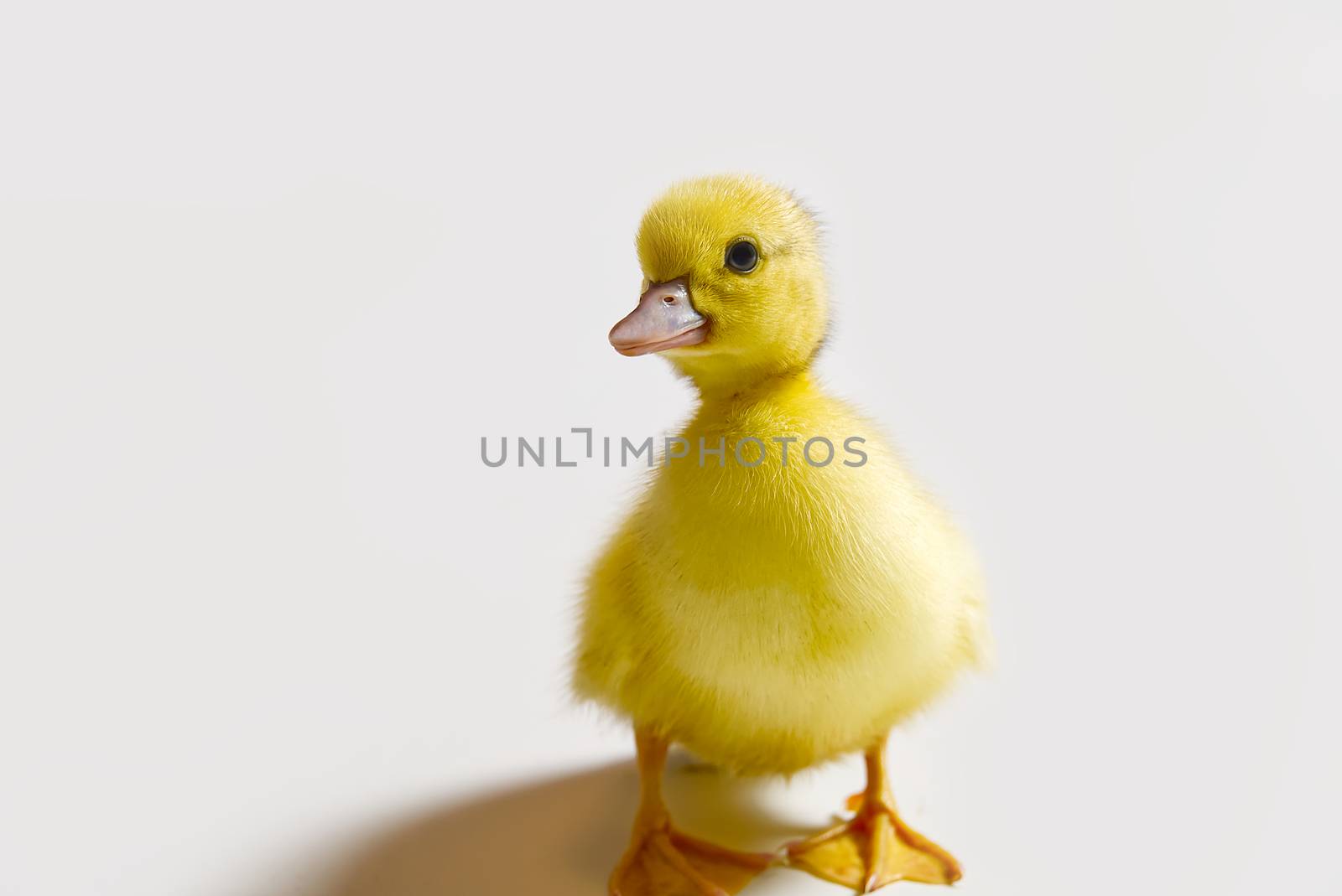 Few days old yellow duckling isolated close-up