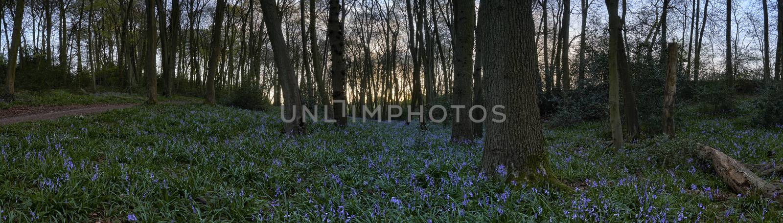 Panoramic view of bluebells in woods at dusk in the UK                               