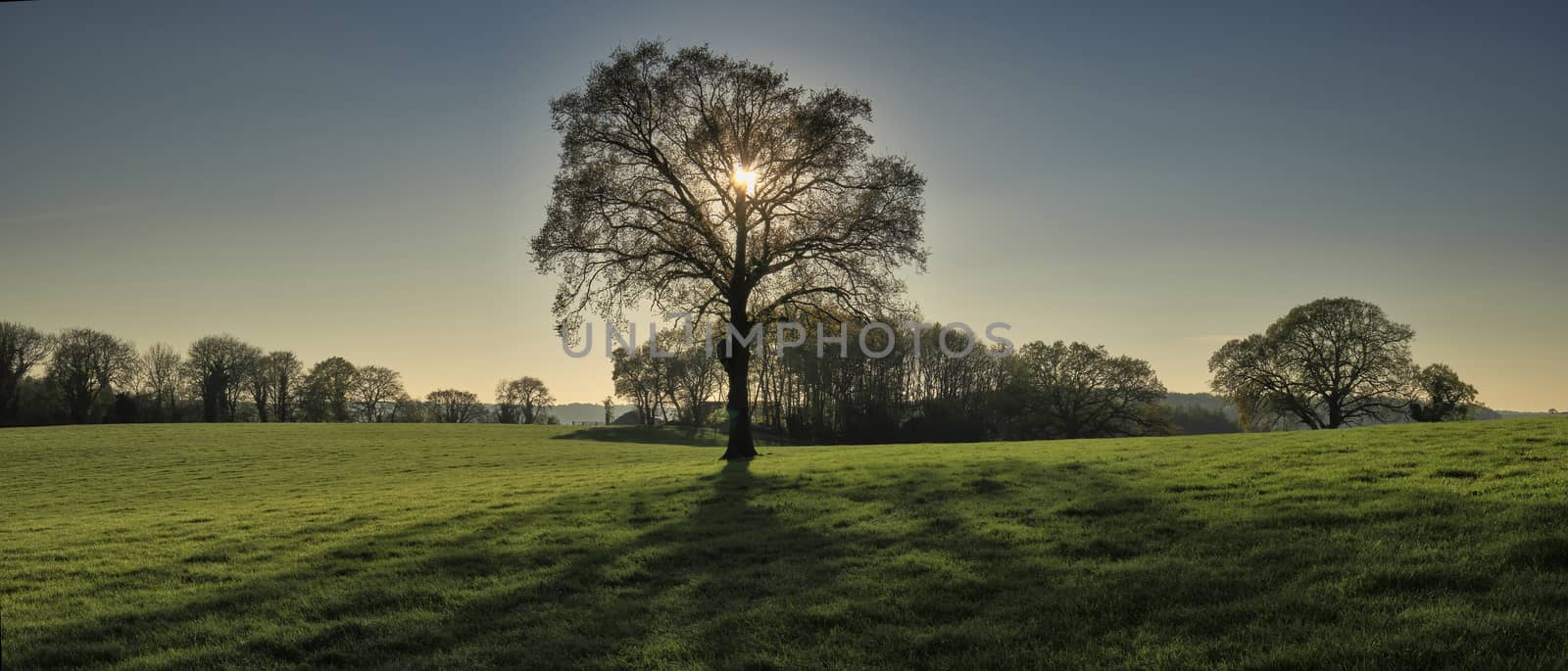 Panoramic view of backlit tree in late afternoon at springtime in The Chilterns, England