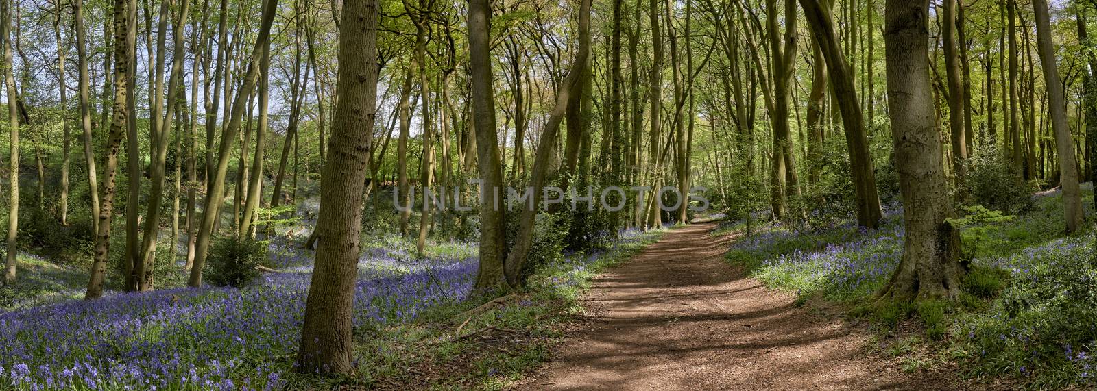 Panoramic view of woods showing a footpath and flowering bluebells at springtime in The Chiltern Hills, England                             