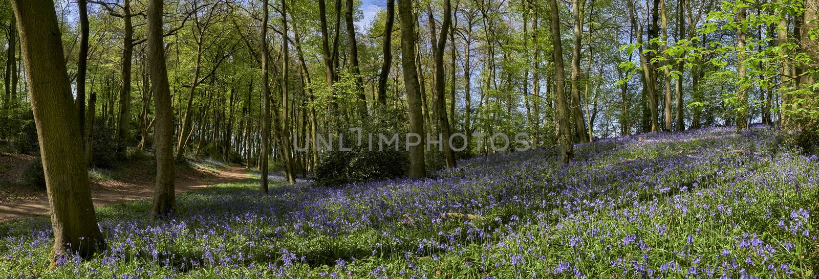 Panoramic view of woods showing a footpath and flowering bluebells at springtime in The Chiltern Hills, England                             