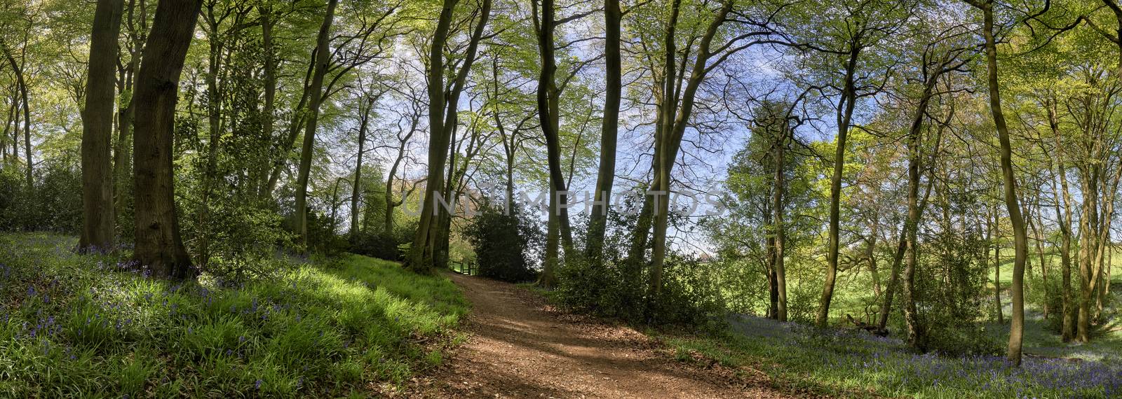 Panoramic view of woods showing a footpath leading upto a stile and flowering bluebells at springtime in The Chiltern Hills, England                             