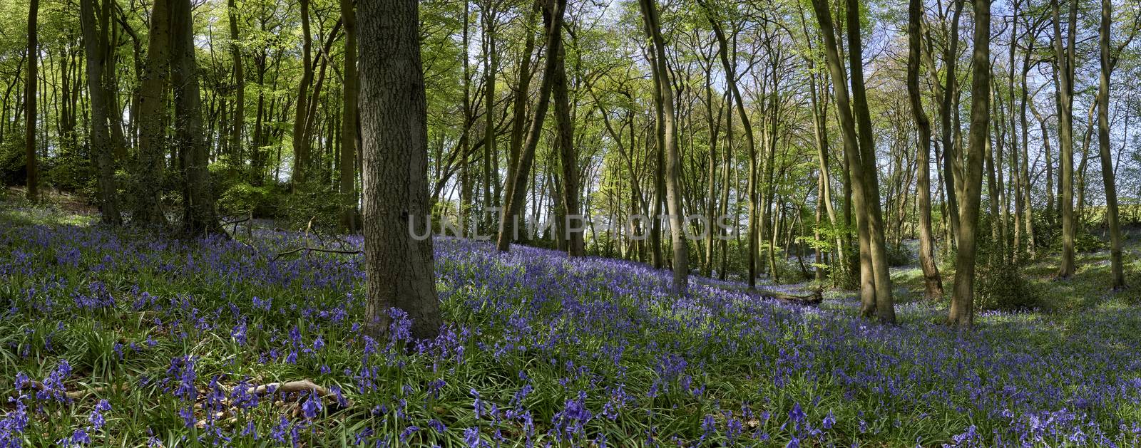 Panoramic view of woods showing a footpath and flowering bluebells at springtime in The Chiltern Hills, England                             