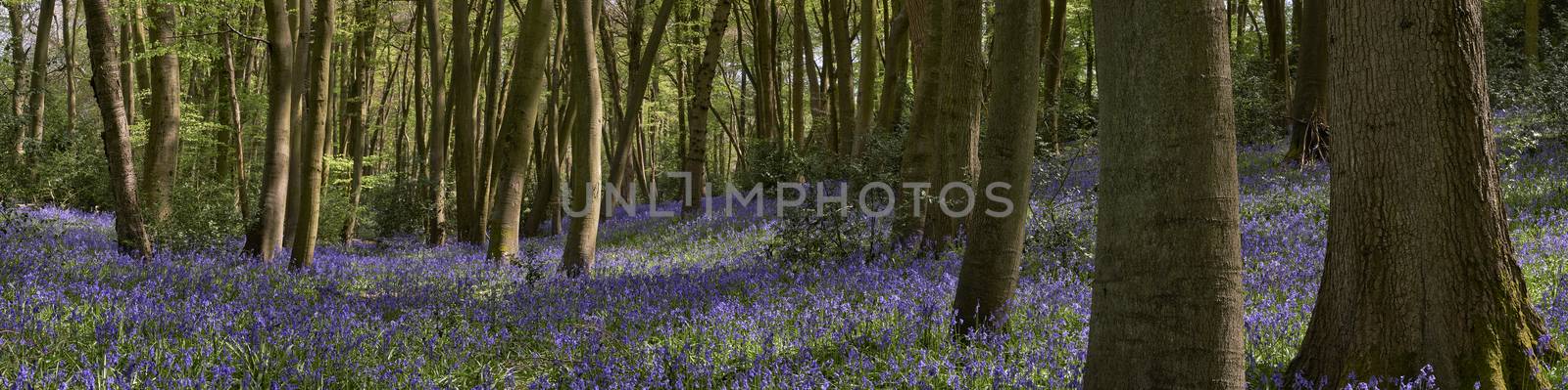 Panoramic view of woods showing  flowering bluebells at springtime in The Chiltern Hills, England                             