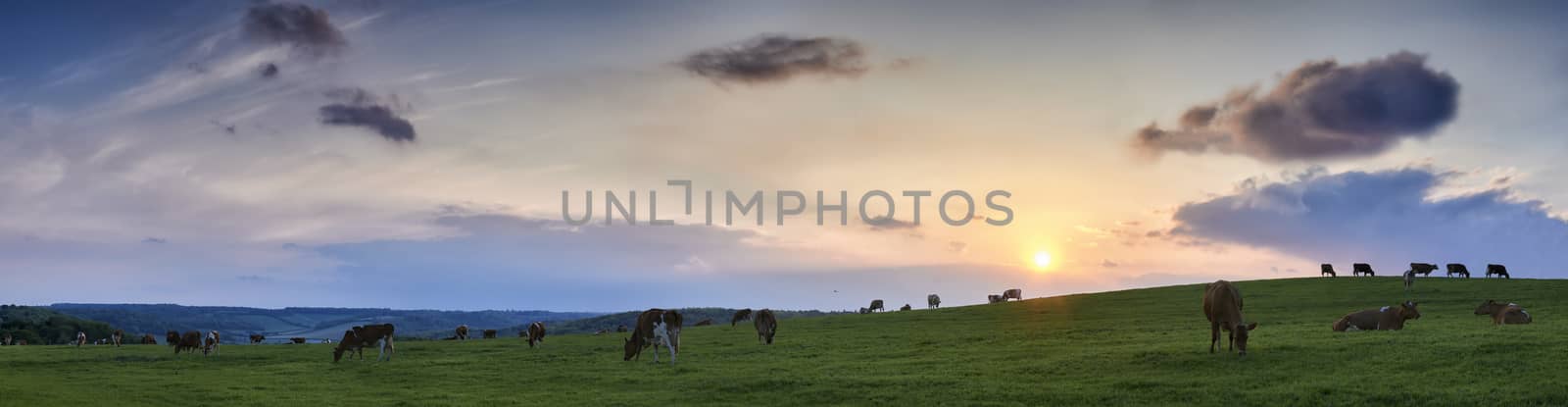 Panoramic view of a herd of scattered cows grazing in fields in The Chiltern Hills with sunset and skyscape