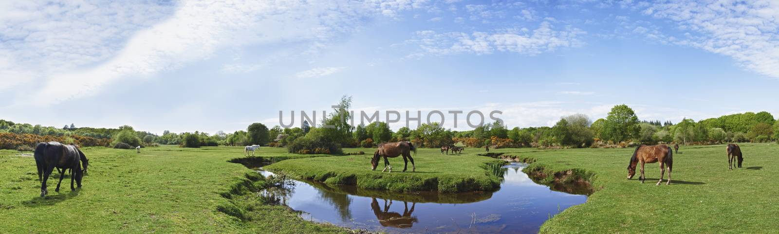 Panoramic view of wild horses grazing in the New Forest