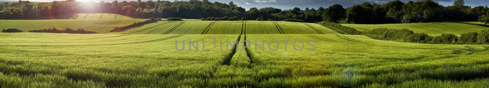 Panoramic view of green wheat growing in a field in The Chiltern Hills,England