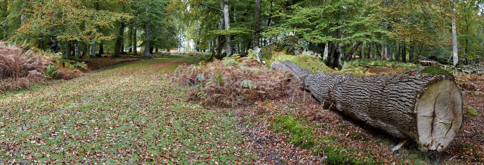 Panoramic view of felled tree trunk in New Forest, Hampshire