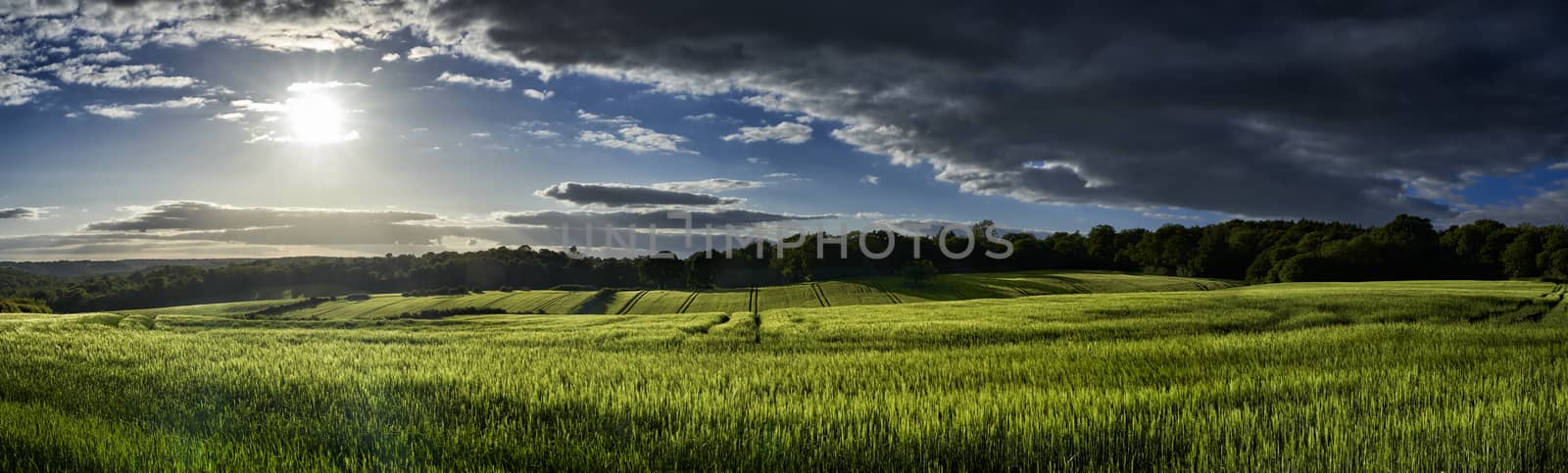 Panoramic view of green wheat growing in a field with sun shining and a rain cloud overhead in The Chiltern Hills,England