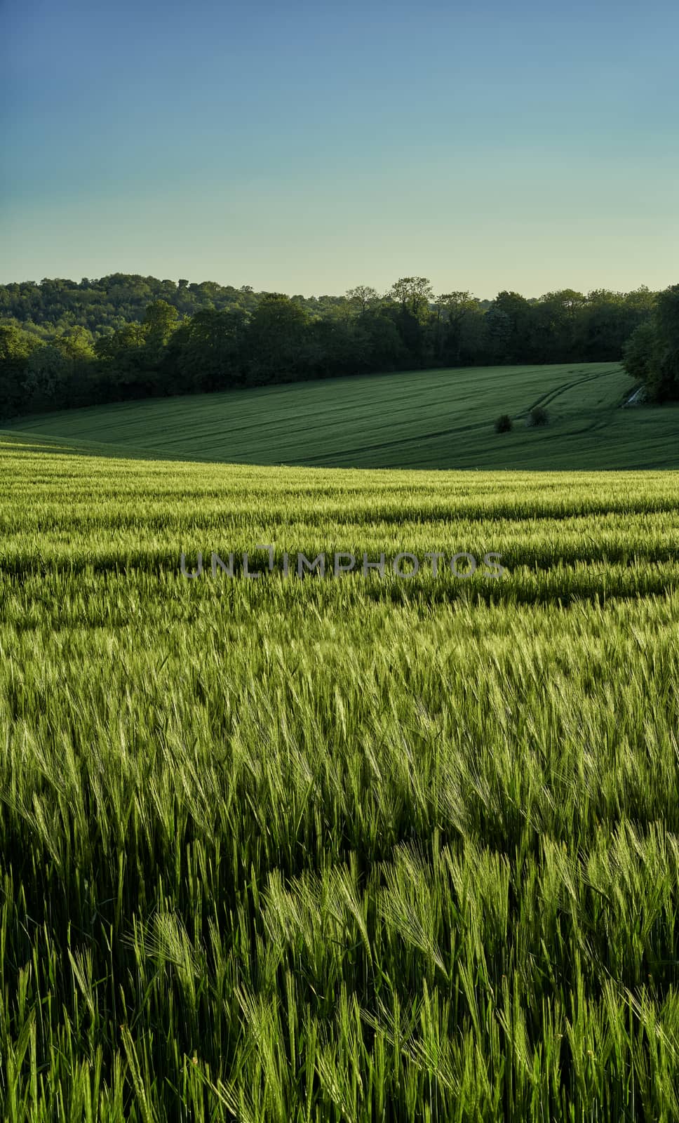 Portrait view of green wheat growing in a field in The Chiltern Hills,England