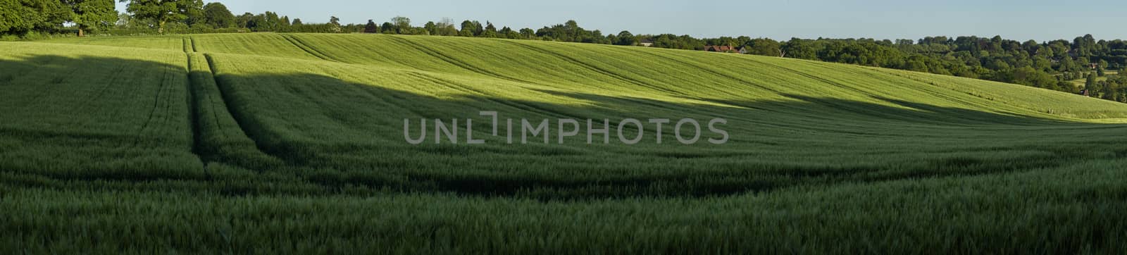 Panoramic view of green wheat growing in a field  in The Chiltern Hills,England