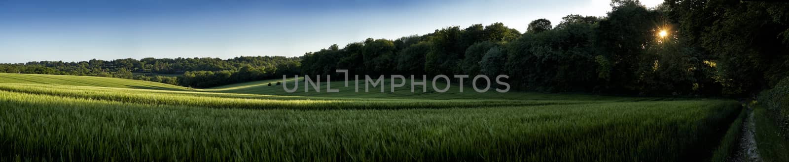 Panoramic view of green wheat growing in a field with sun setting through trees in The Chiltern Hills,England