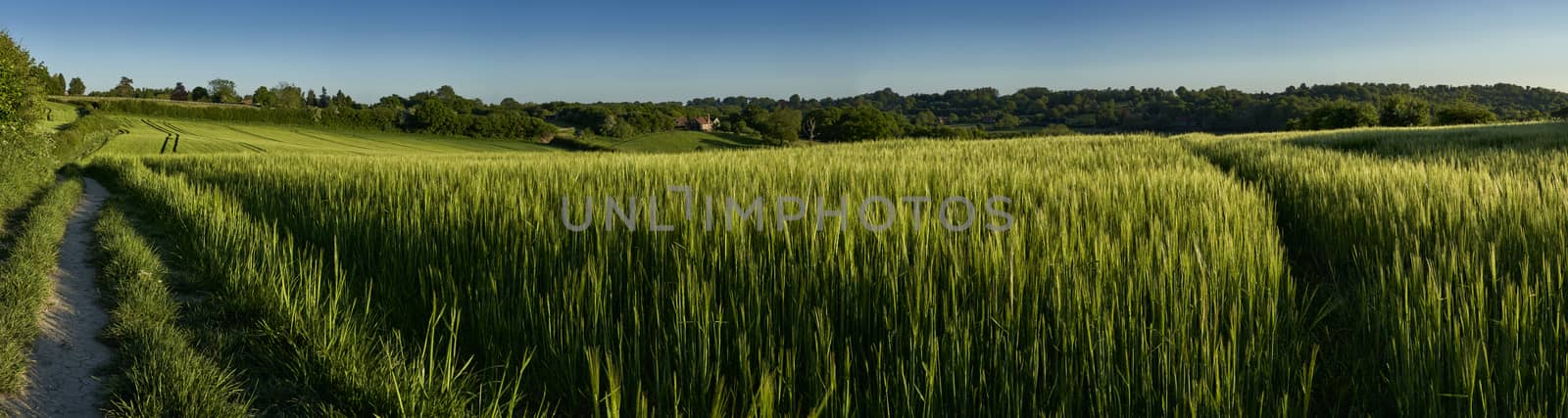 Panoramic view of green wheat growing in a field in The Chiltern Hills,England