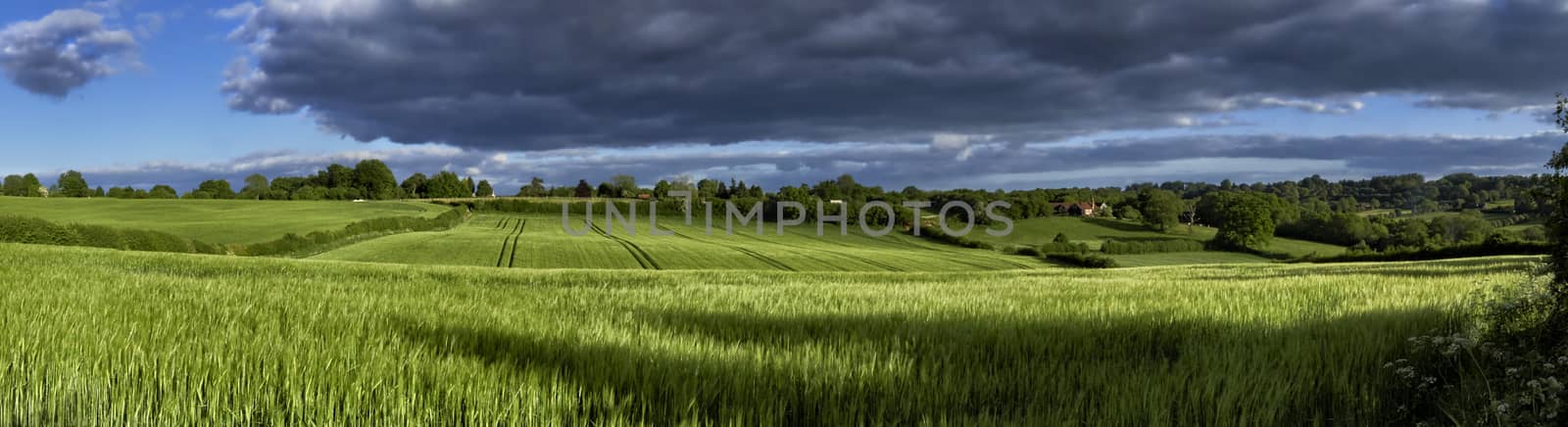 Panoramic view of green wheat growing in a field with a rain cloud overhead in The Chiltern Hills,England