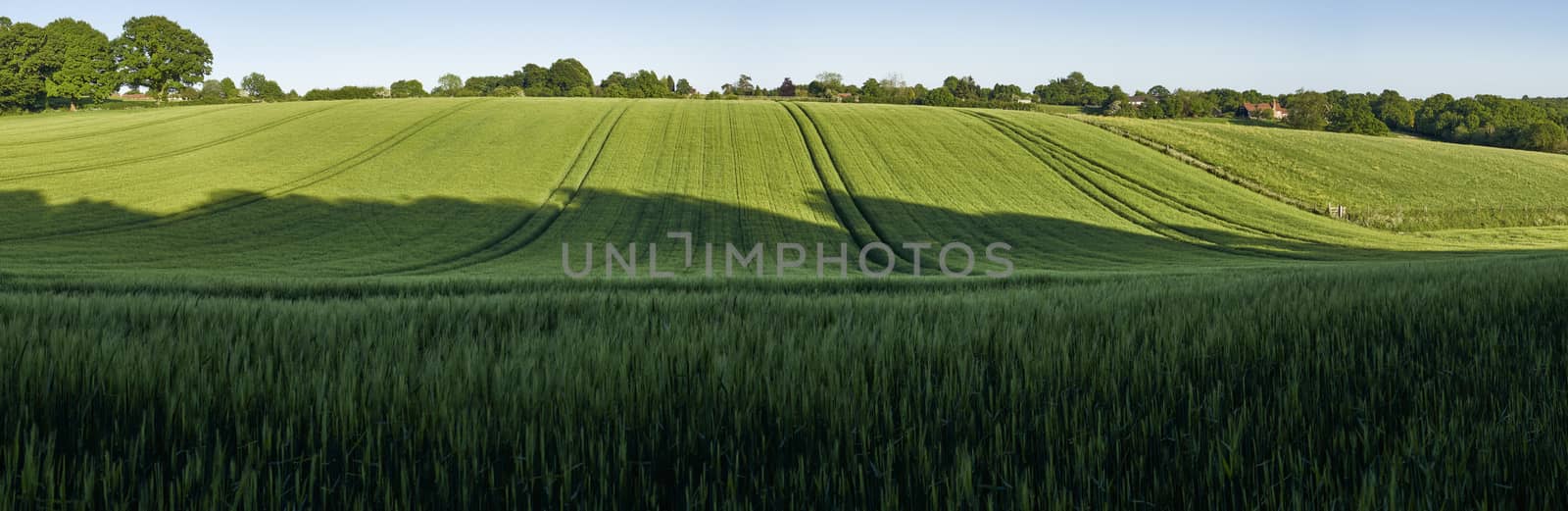 Panoramic view of green wheat growing in a field in The Chiltern Hills,England