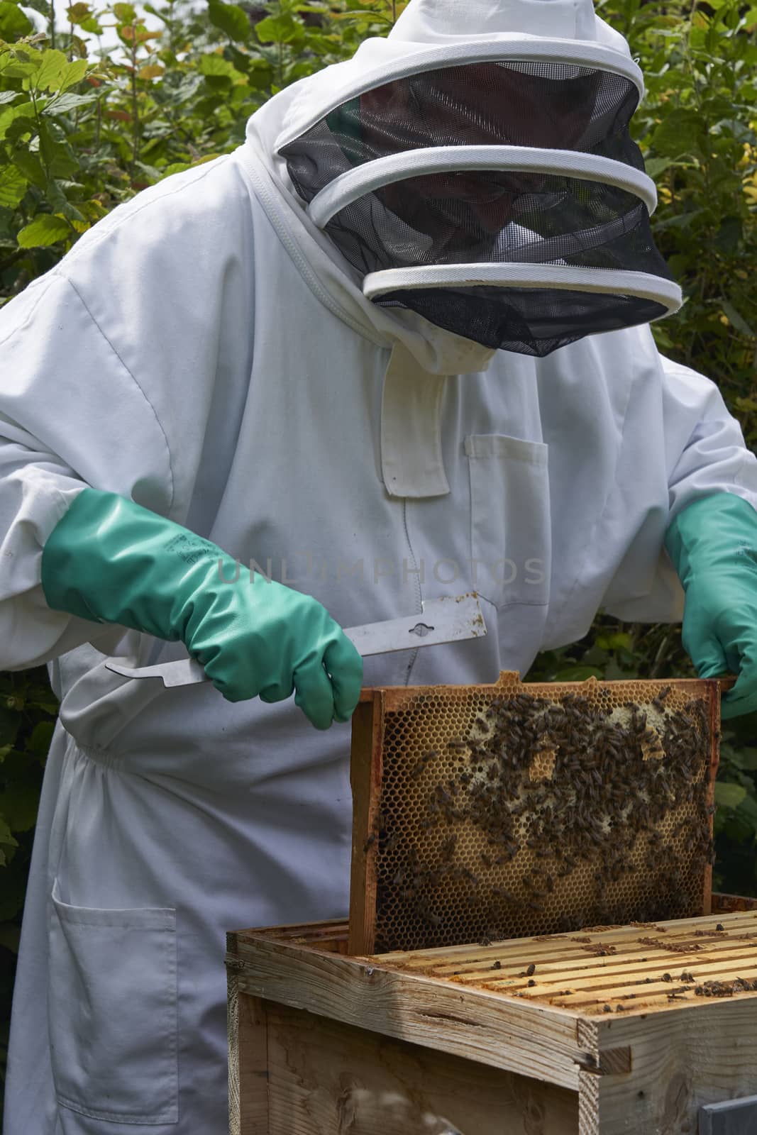 Beekeeper inspecting a frame of honey from hive